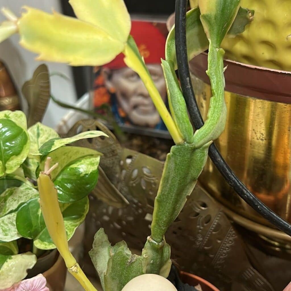 Image #1 from Shweta Shekhar