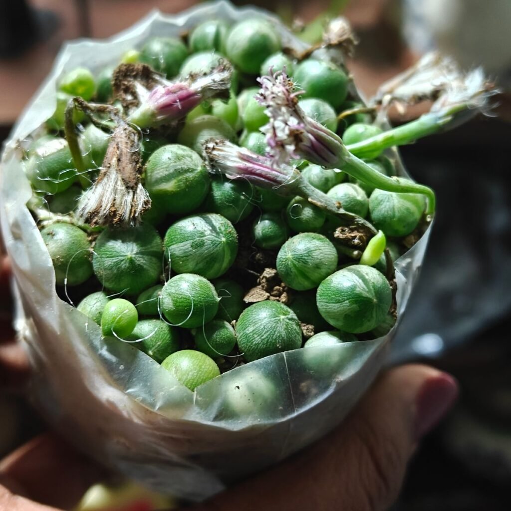 Image #2 from Odrica Coutinho