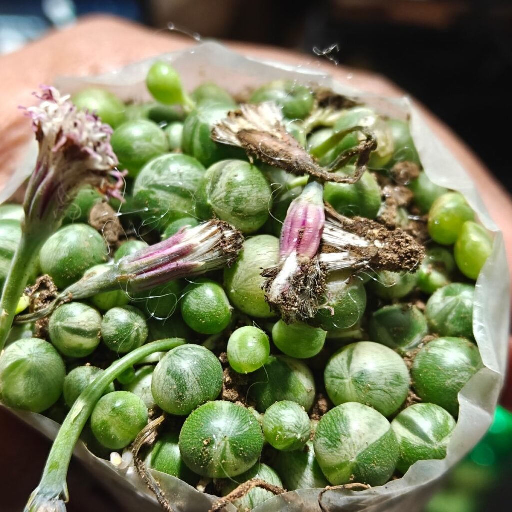 Image #1 from Odrica Coutinho