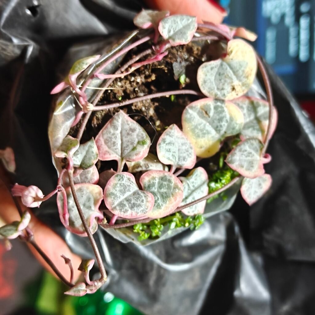 Image #1 from Odrica Coutinho