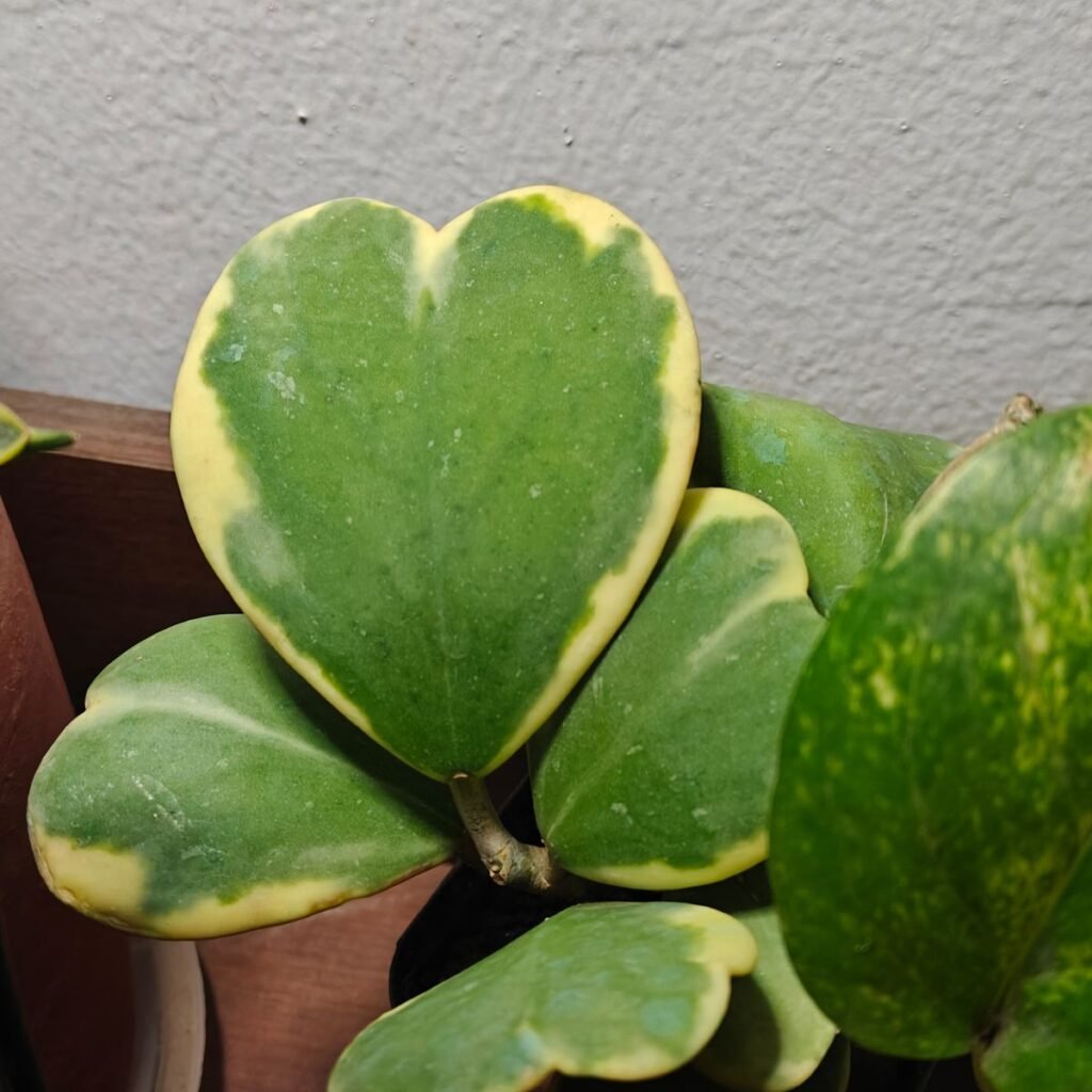 Image #1 from Odrica Coutinho