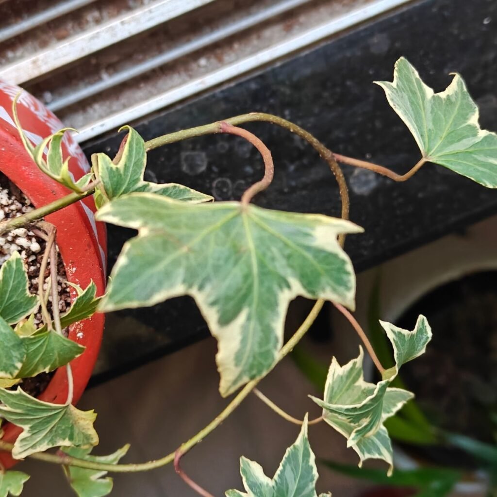 Image #2 from Odrica Coutinho