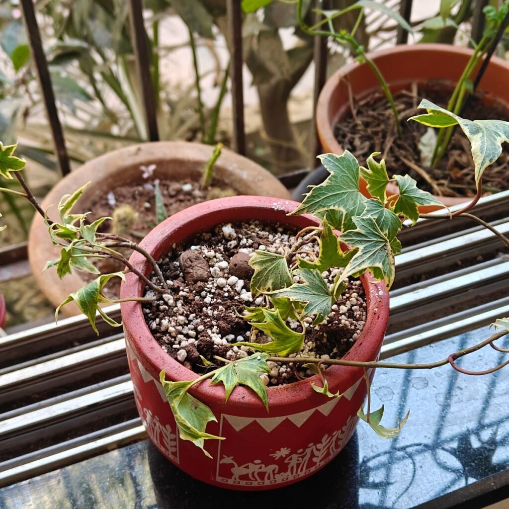 Image #1 from Odrica Coutinho