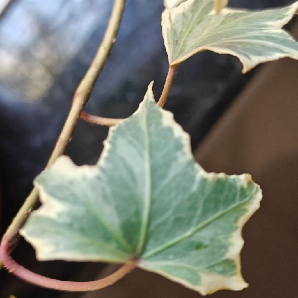 Image #3 from Odrica Coutinho