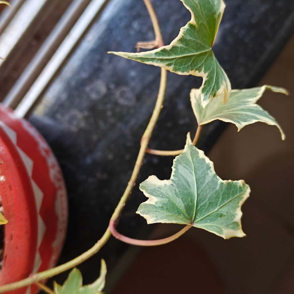 Image #4 from Odrica Coutinho