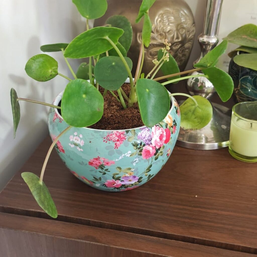 Image #1 from Krishna Prasad