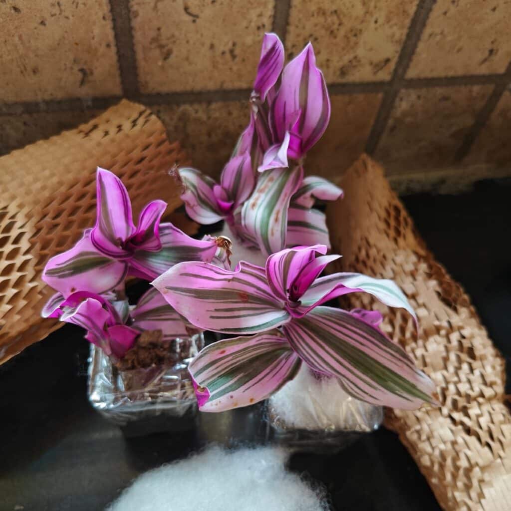 Image #2 from Sayanti Sikder