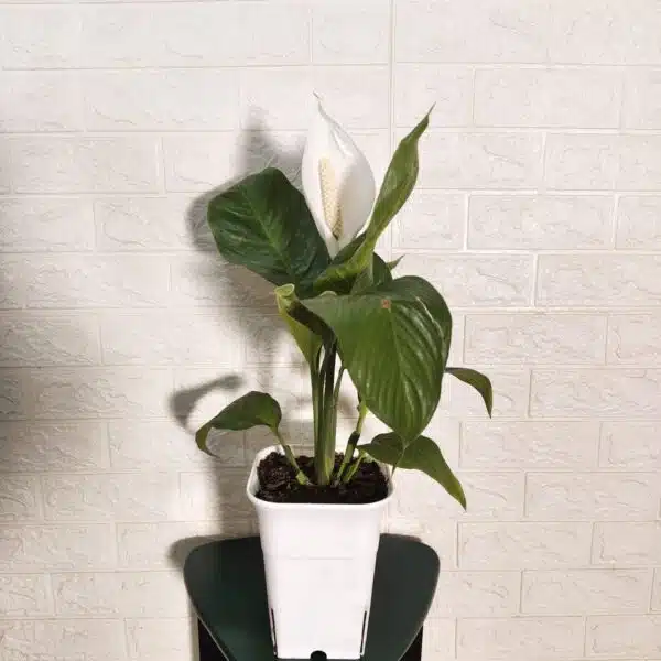 Peace Lily Thai - Image 2