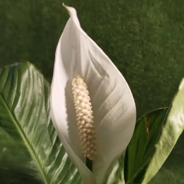 Peace Lily Thai - Image 10