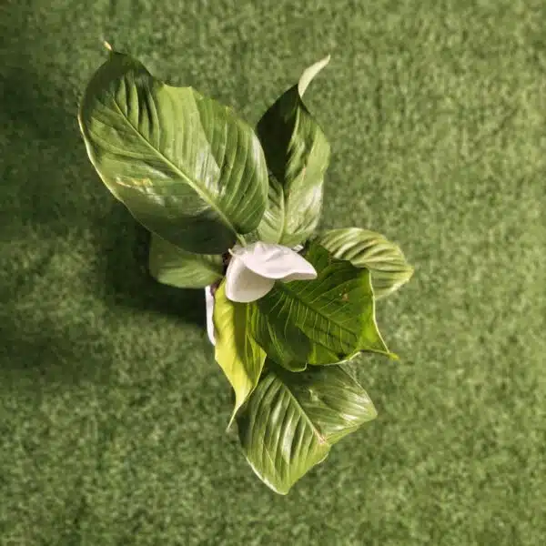 Peace Lily Thai - Image 7