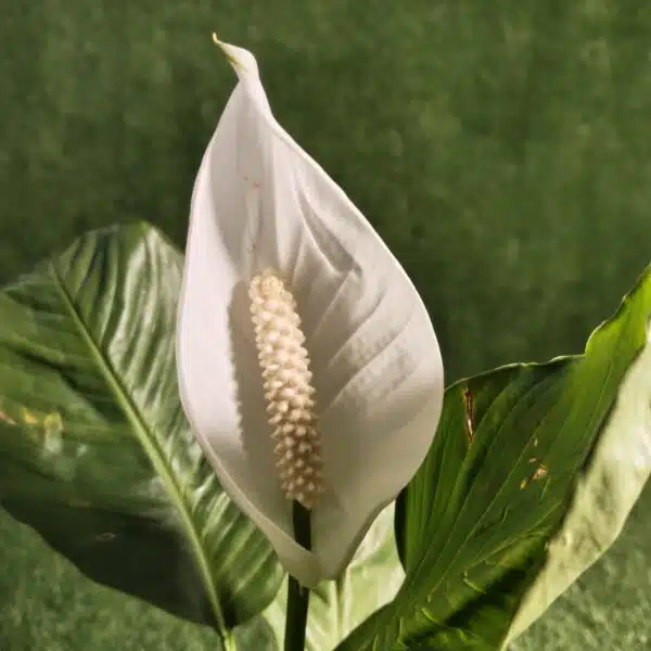 Peace Lily Thai - Image 9