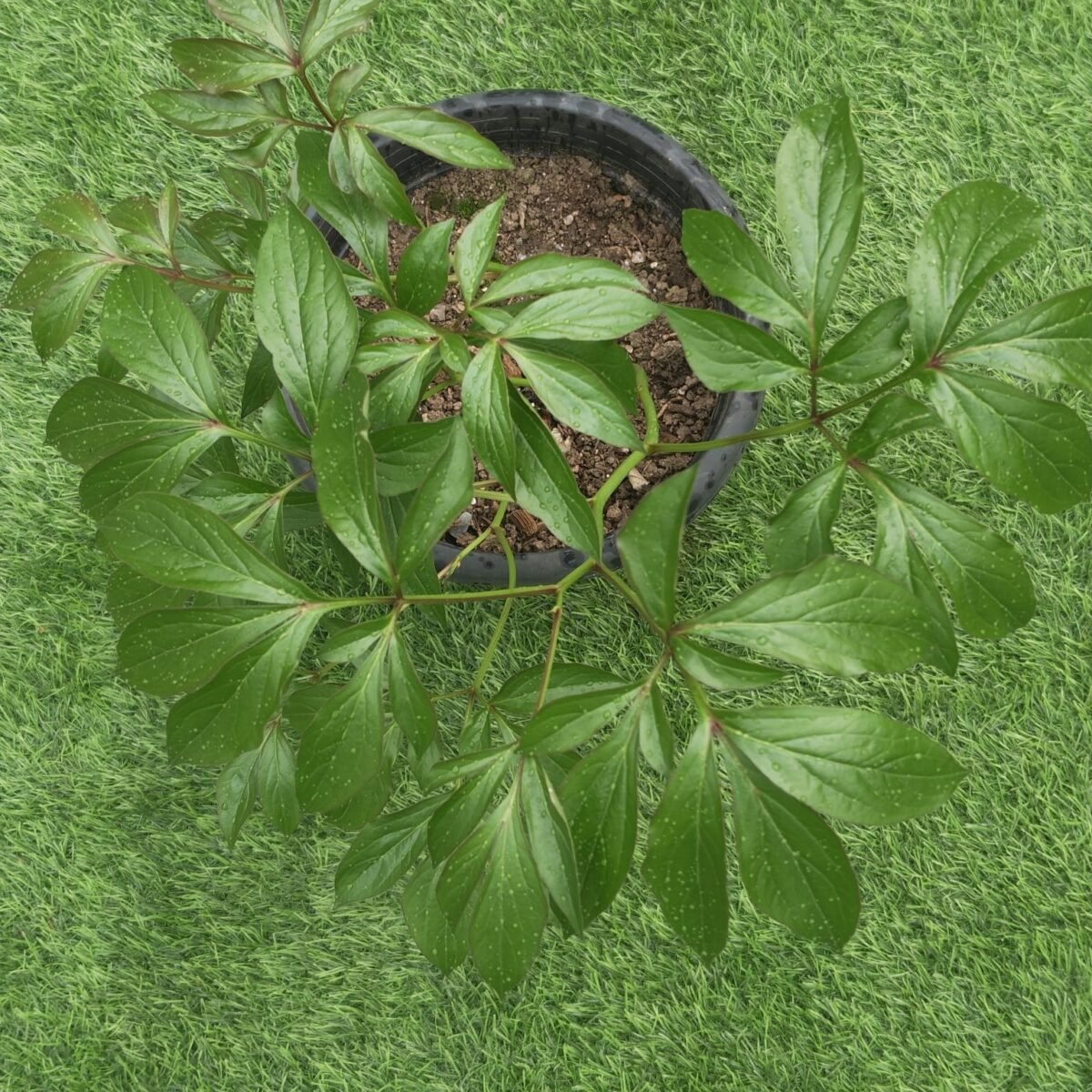 Peony (Paeonia lactiflora) random color - Image 4