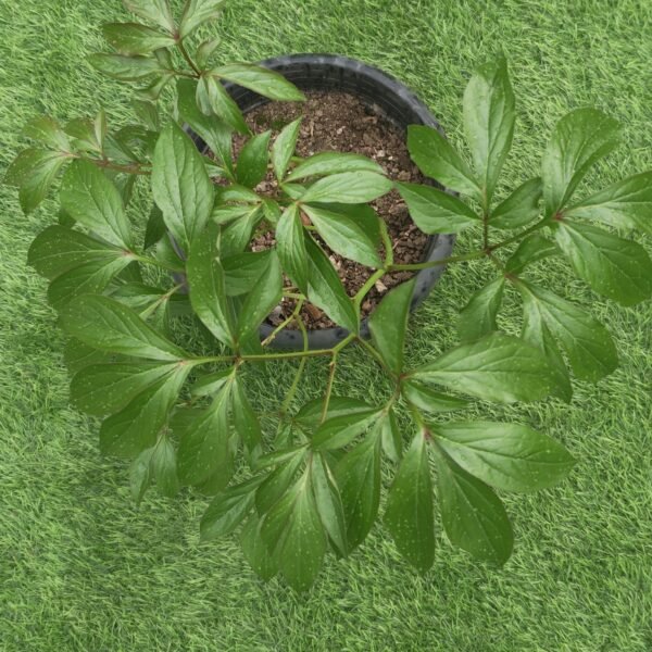 Peony (Paeonia lactiflora) random color - Image 4