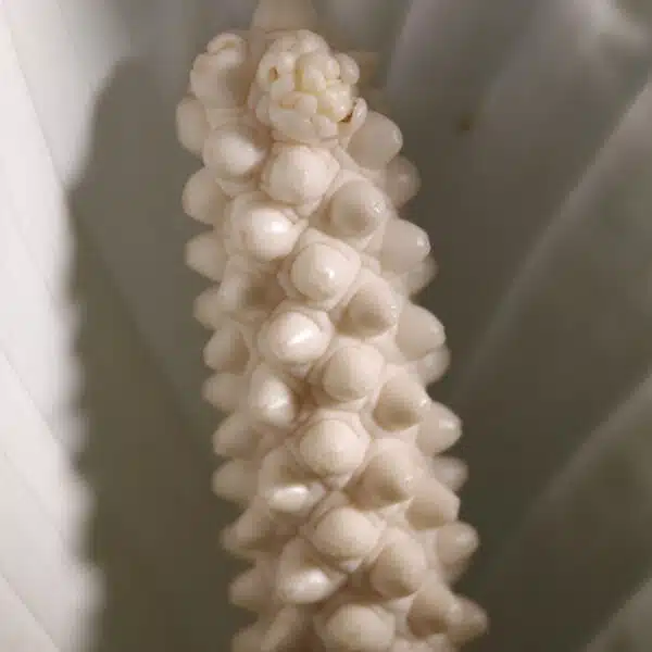 Peace Lily Thai - Image 13