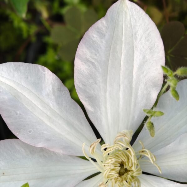Clematis with light pink border - Image 3