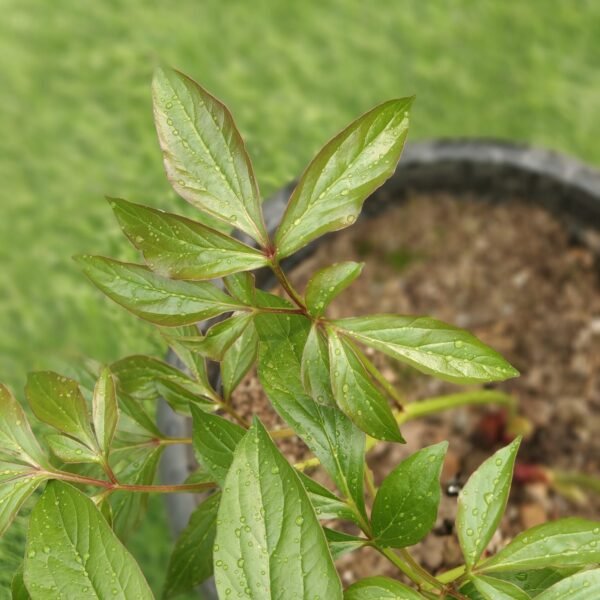 Peony (Paeonia lactiflora) random color - Image 6