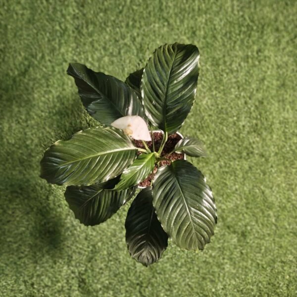 Peace Lily New - Image 8