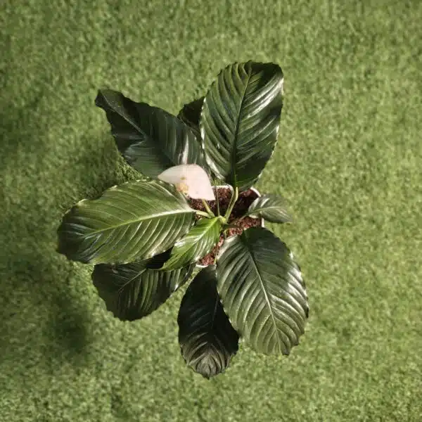 Peace Lily New - Image 8