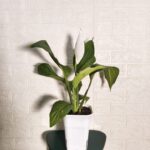Peace Lily Thai