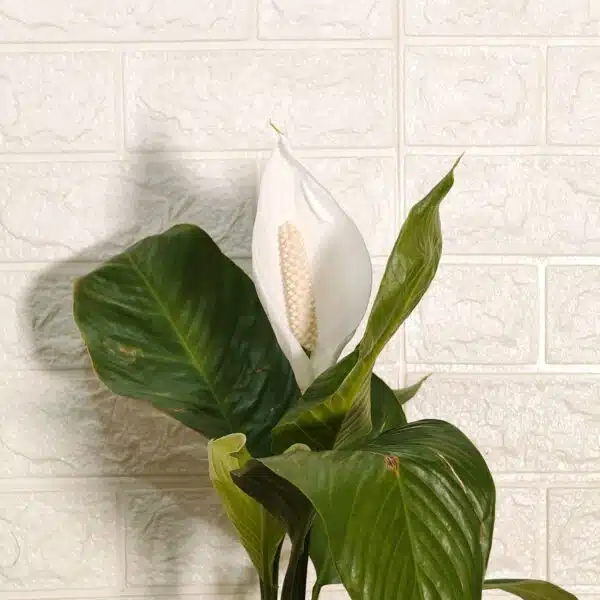 Peace Lily Thai - Image 4