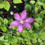 Clematis