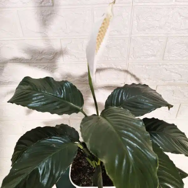 Peace Lily New - Image 5