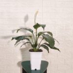 Peace Lily New
