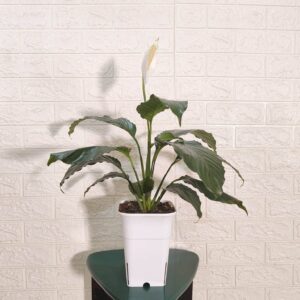 Peace Lily New