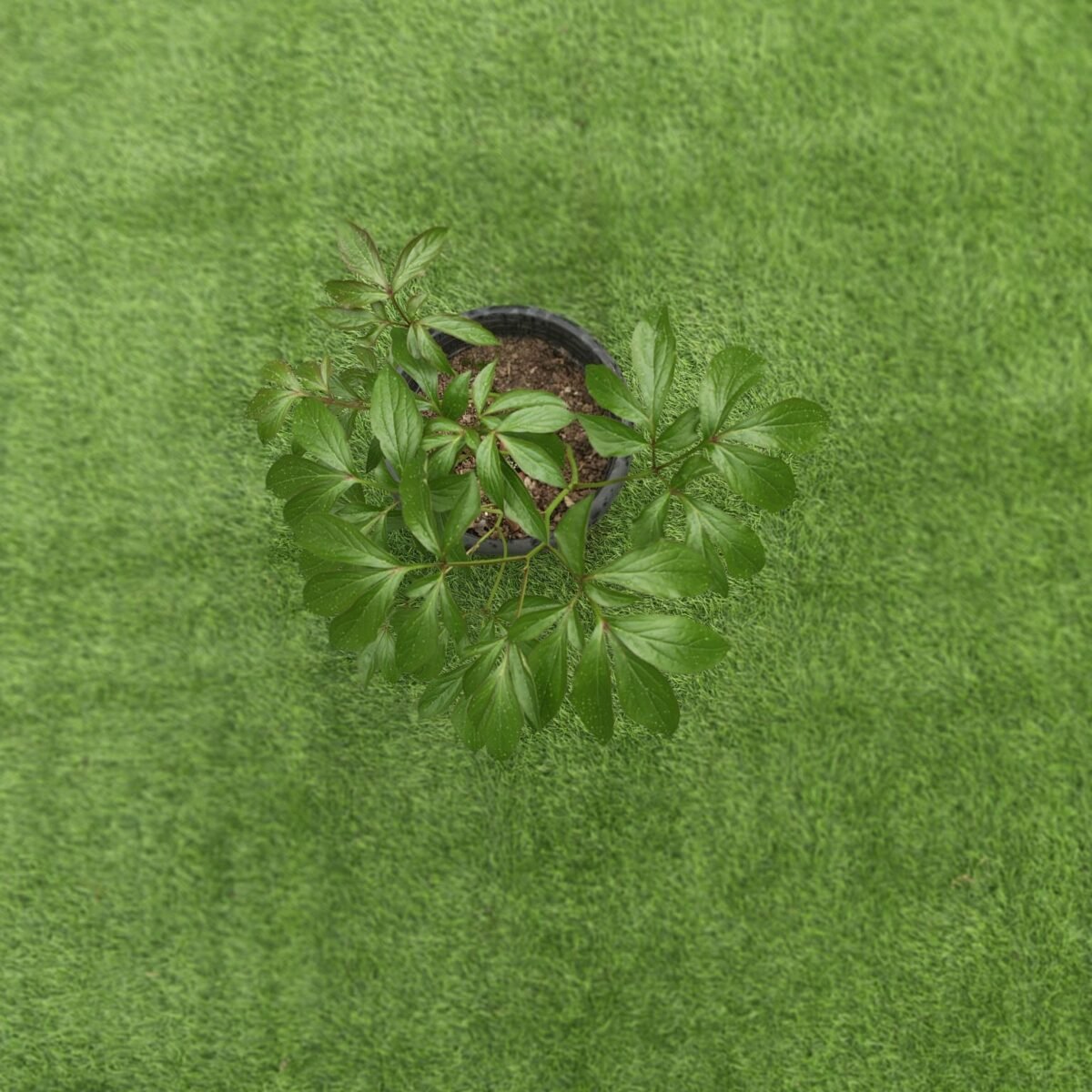 Peony (Paeonia lactiflora) random color - Image 3