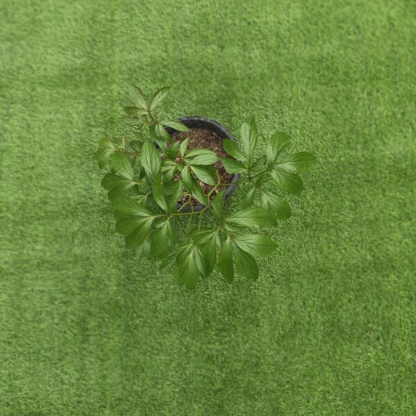 Peony (Paeonia lactiflora) random color - Image 3