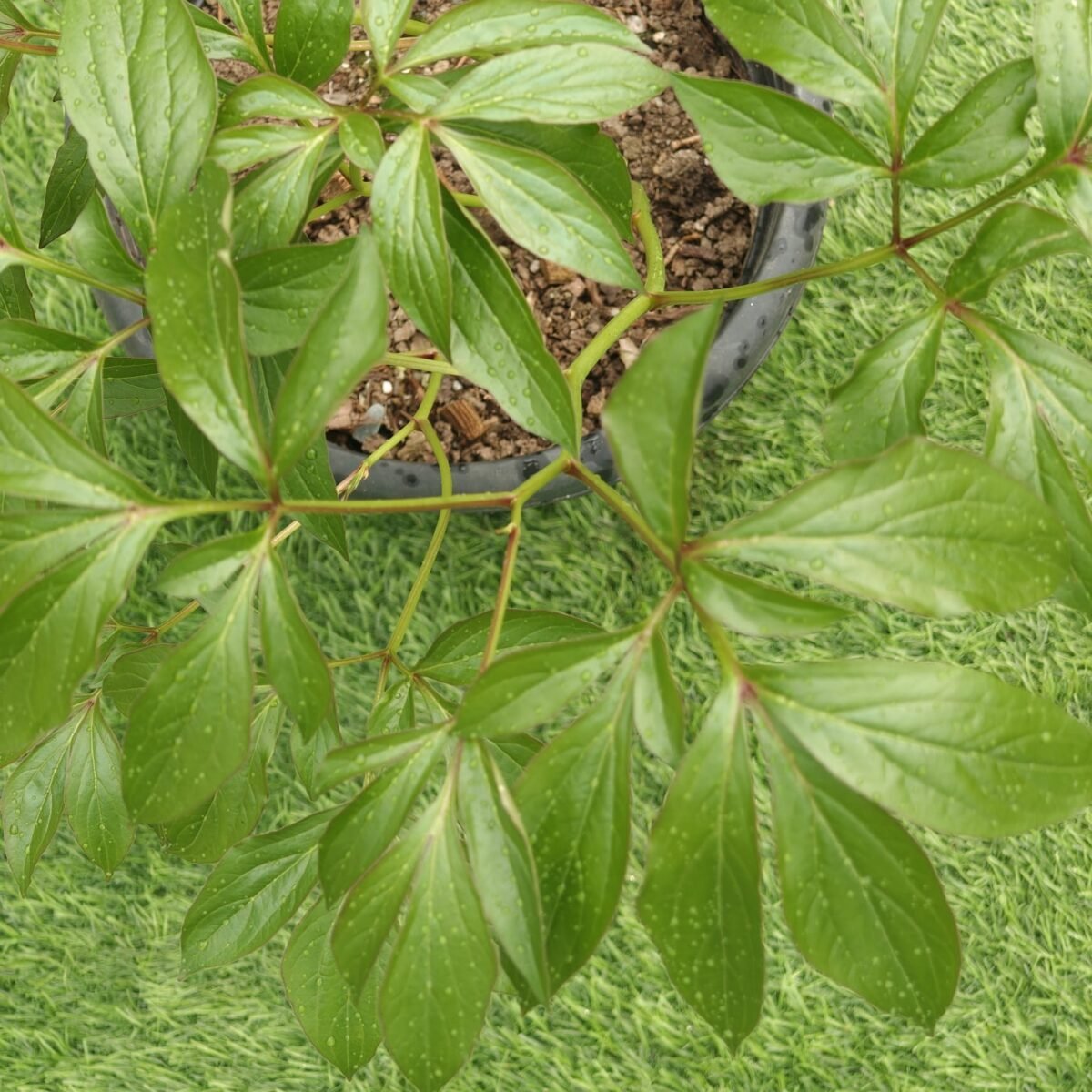 Peony (Paeonia lactiflora) random color - Image 5