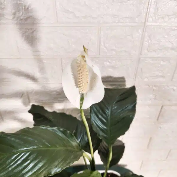 Peace Lily New - Image 6
