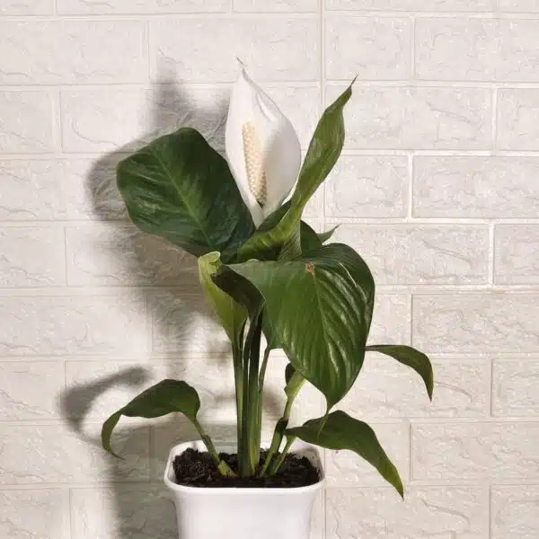 Peace Lily Thai - Image 3