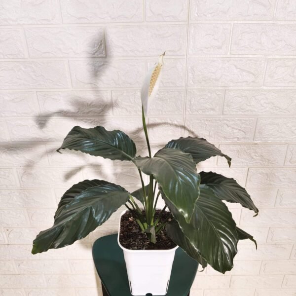 Peace Lily New - Image 4