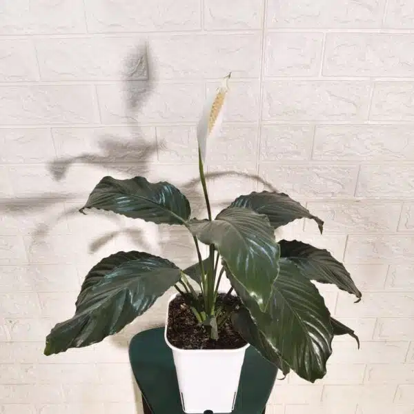 Peace Lily New - Image 4