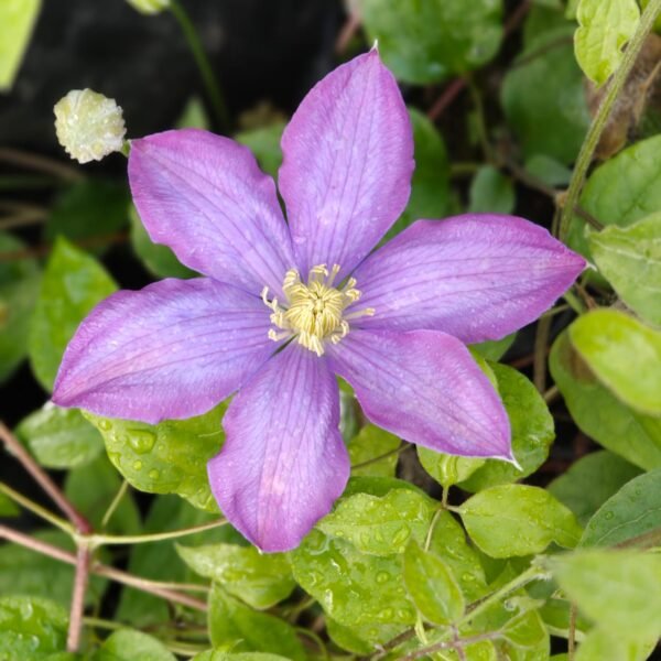 Clematis - Image 2