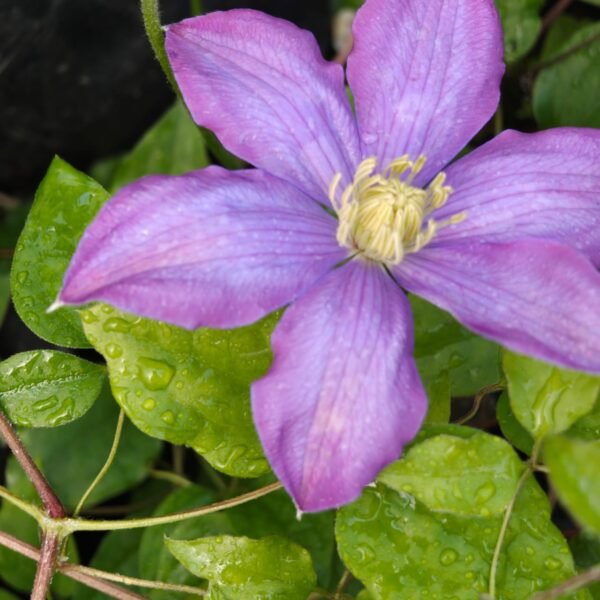 Clematis - Image 3