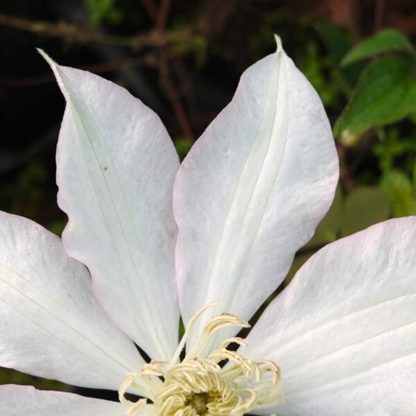 Clematis with light pink border - Image 2