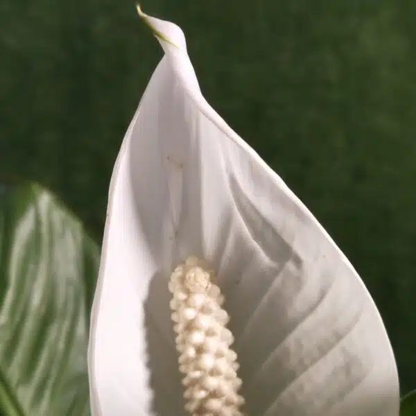 Peace Lily Thai - Image 11