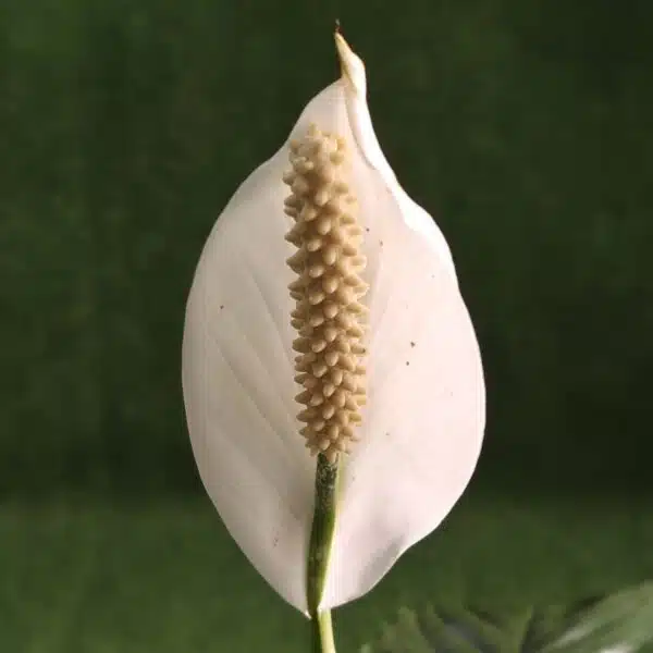 Peace Lily New - Image 10