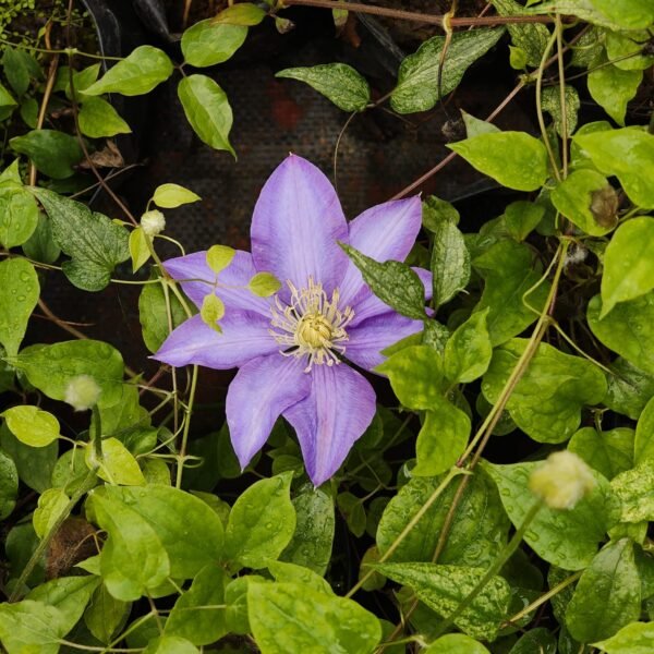 Clematis Purple - Image 2