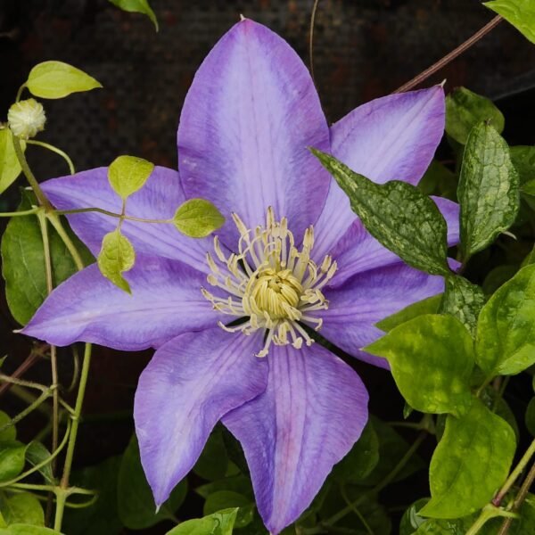 Clematis Purple