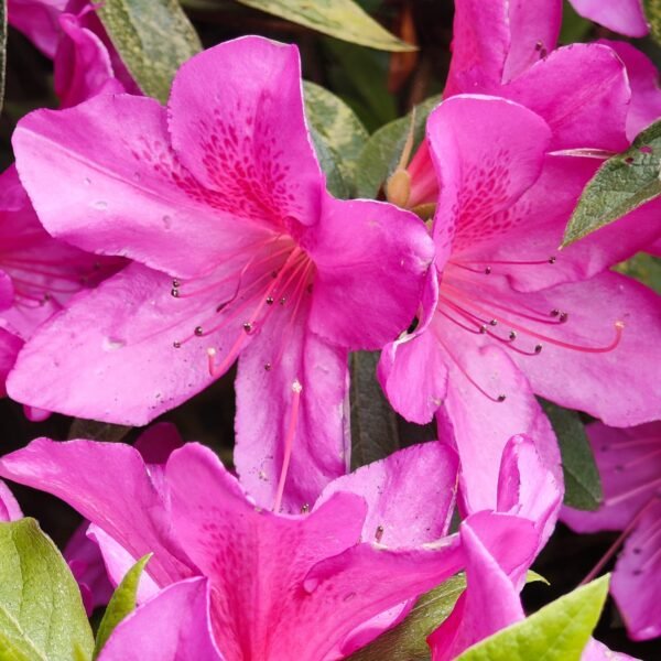 Azalea Purple Splendor (Single Petal) - Image 6