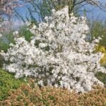Magnolia Stellata (Star Magnolia)