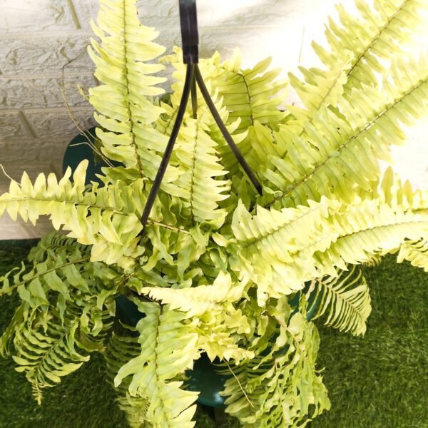 Golden Boston Fern (Nephrolepis exaltata 'Rita's Gold') - Image 5