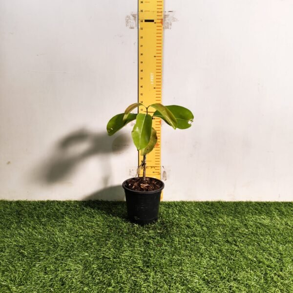 Thai Black Jamun KG-10 – Large Fruit Grafted Java Plum Tree - Image 2
