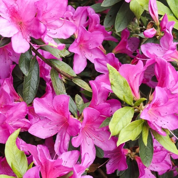 Azalea Purple Splendor (Single Petal) - Image 5