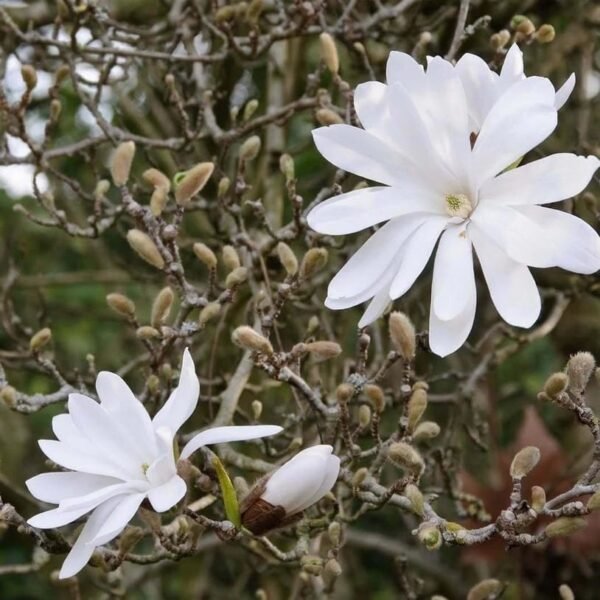 Magnolia Stellata (Star Magnolia) - Image 4
