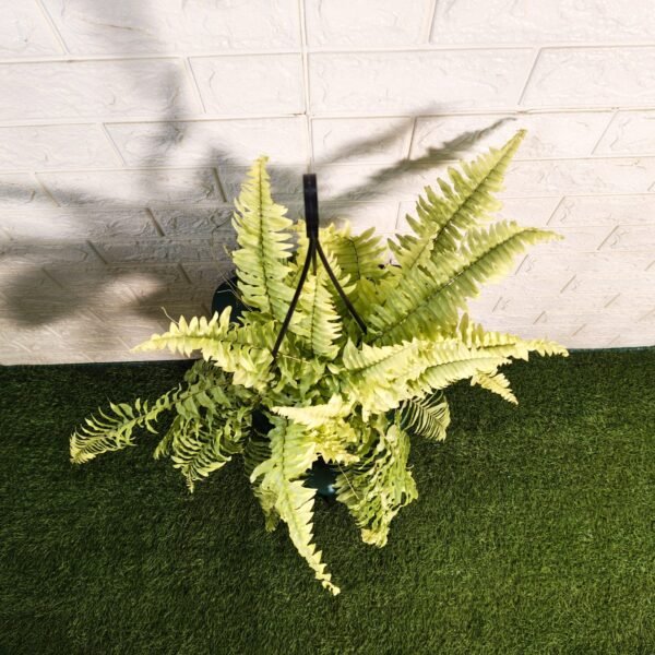 Golden Boston Fern (Nephrolepis exaltata 'Rita's Gold') - Image 4