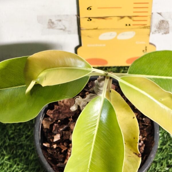 Thai Black Jamun KG-10 – Large Fruit Grafted Java Plum Tree - Image 10